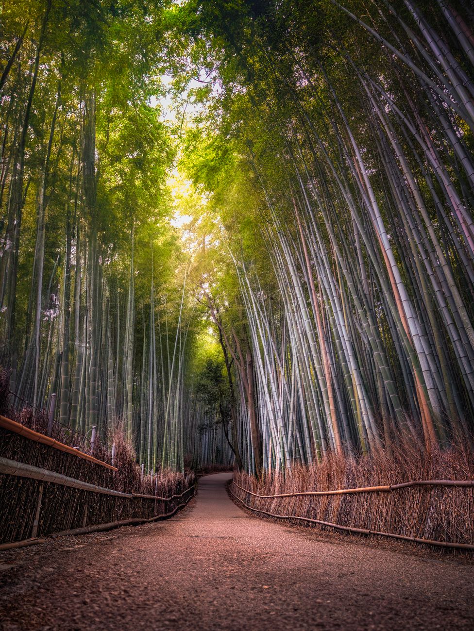 Bamboo grove path